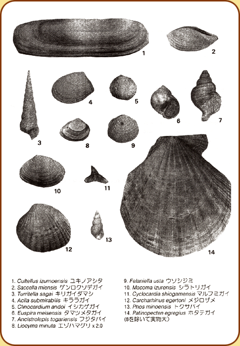 貝の化石 - その他